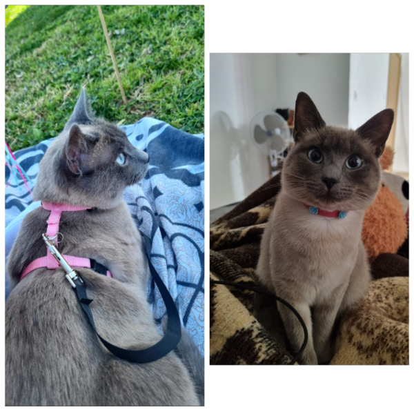 Missing Cat - Puçol