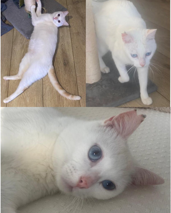 Missing Cat - Bendinat