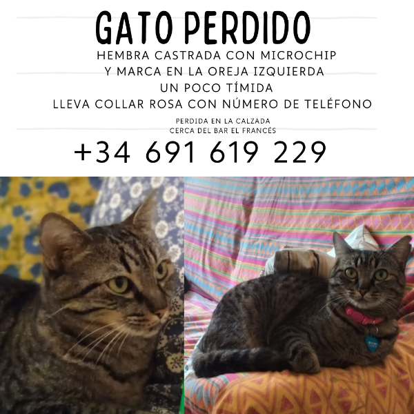 Missing Cat - Tarifa