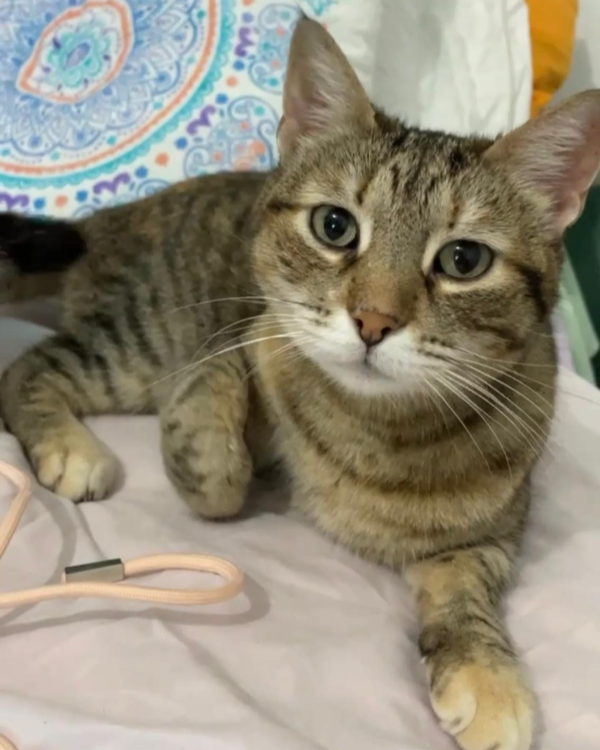 Missing Cat - Mejorada del Campo