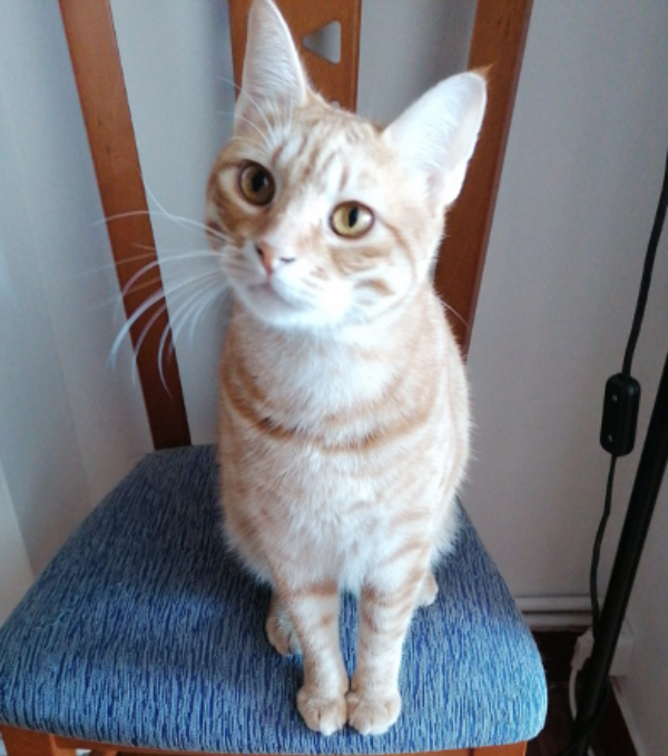 Missing Cat - Baiona