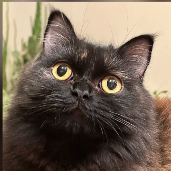 Missing Cat - Unknown