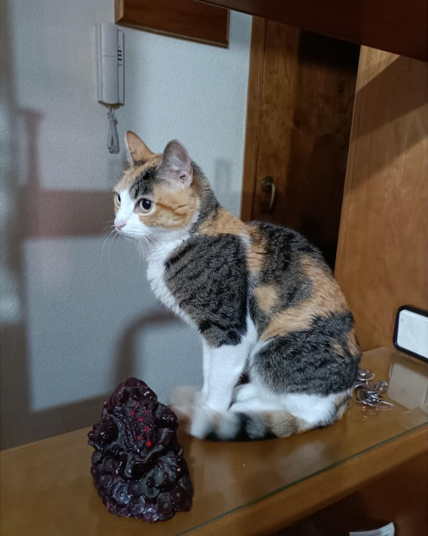 Missing Cat - malvarrosa 