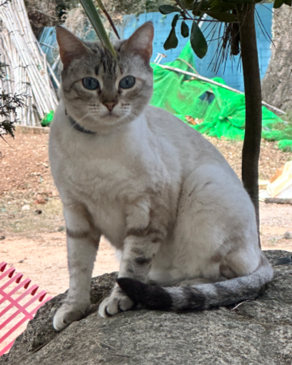 Missing Cat - El Pla de Sant Tirs