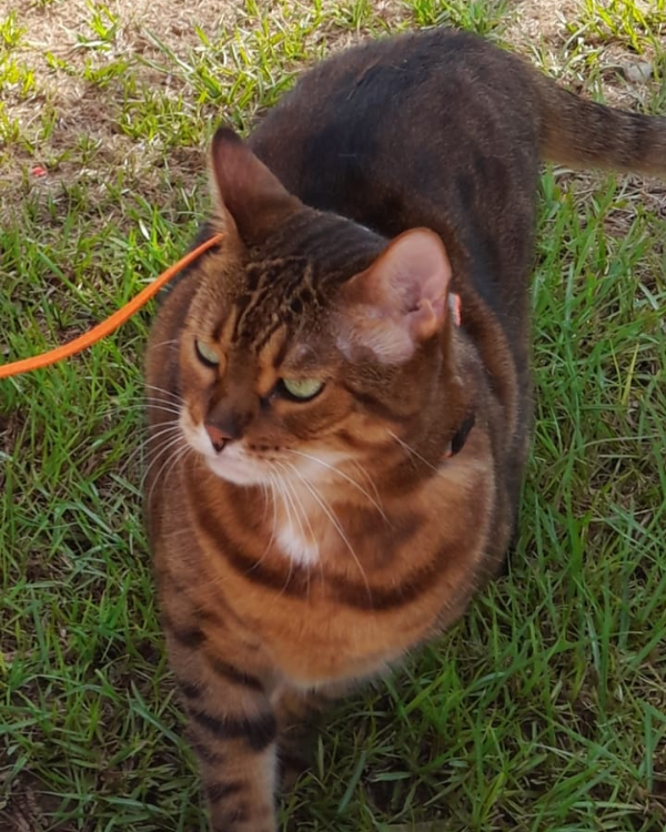 Missing Cat - La Aljorra