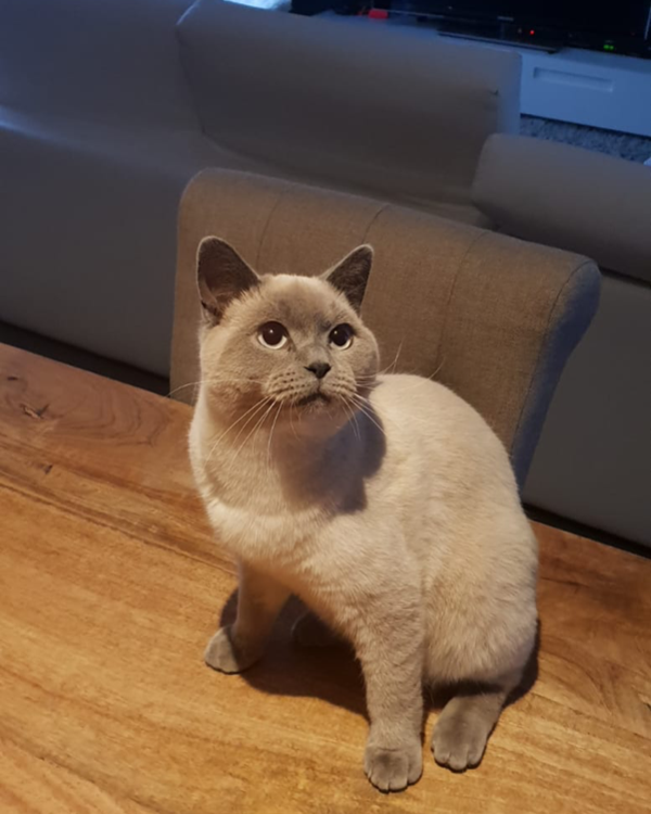 Found Cat -  67029384  ofrezco recompensa 