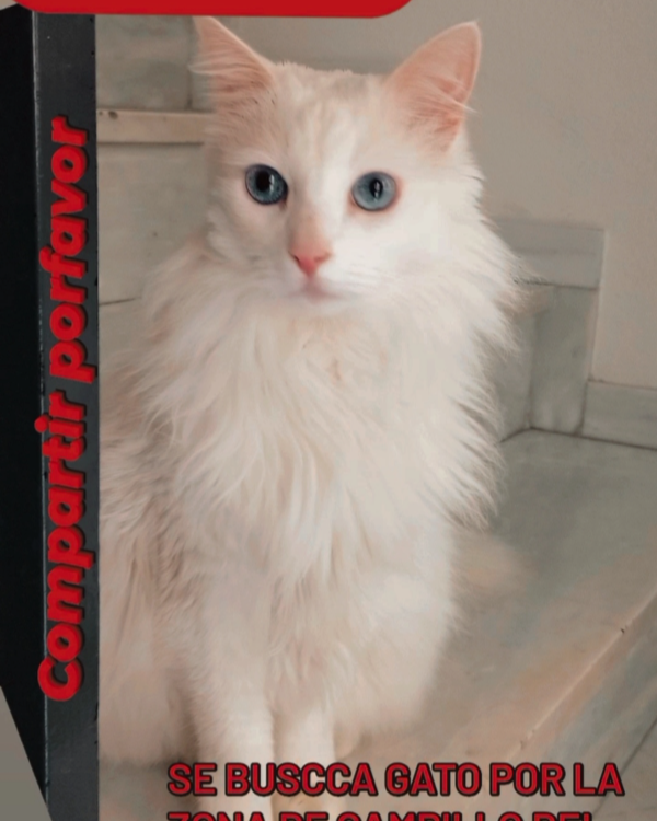 Missing Cat - Roquetas de Mar