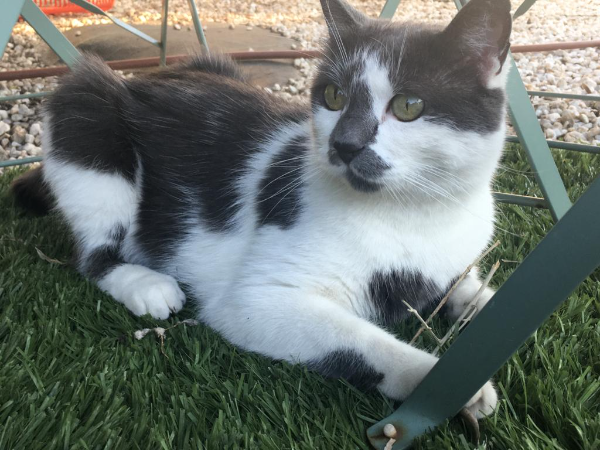 Missing Cat - Mejorada del Campo