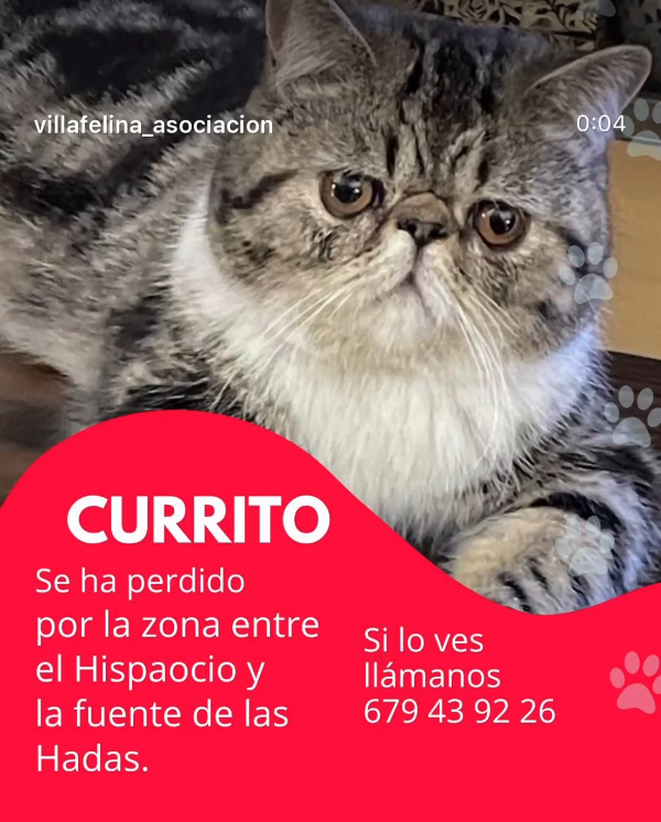 Missing Cat - Villaviciosa de Odón