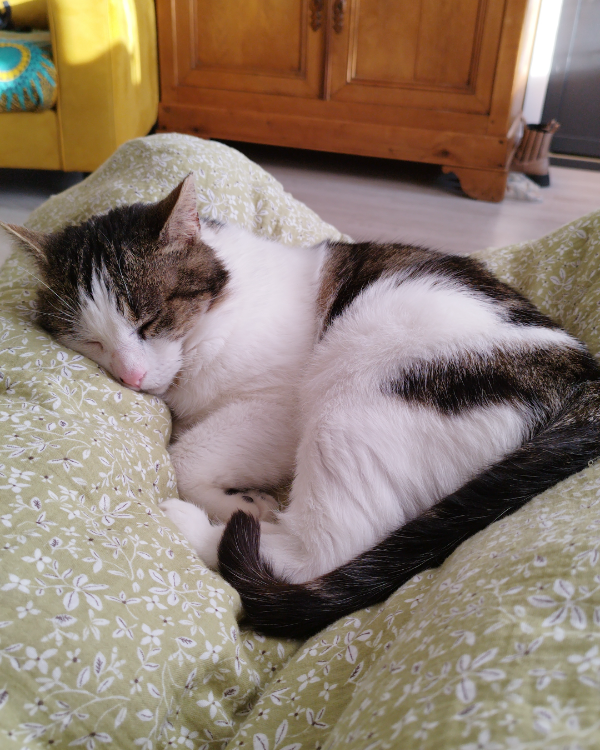 Missing Cat - Unknown