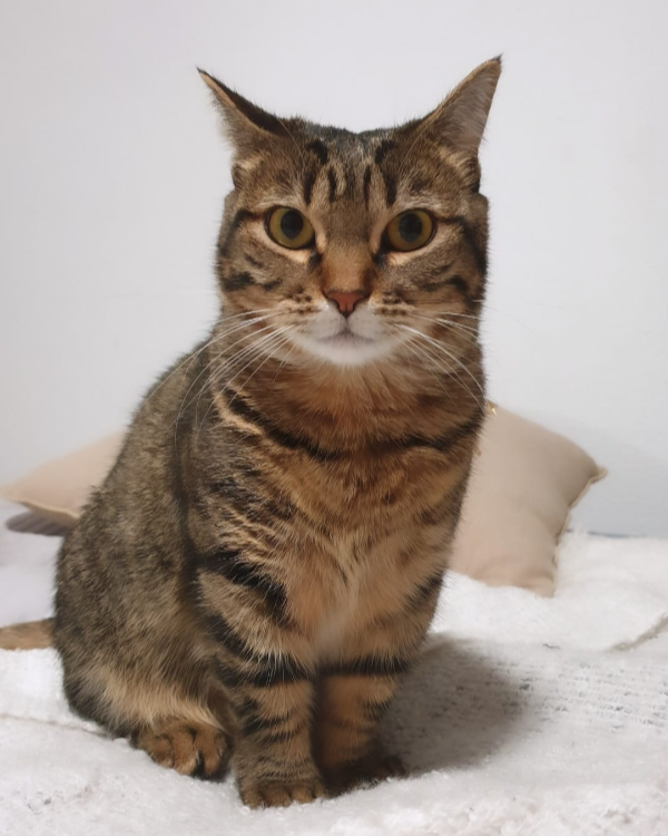 Missing Cat - camping giralda