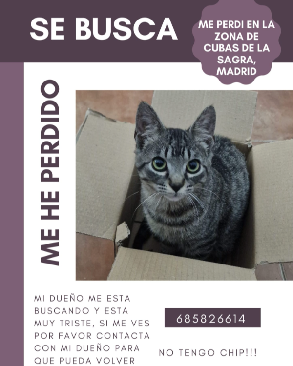 Missing Cat - Cubas de la Sagra