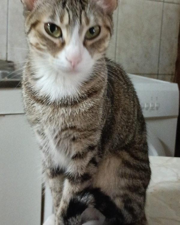 Missing Cat - Santacara