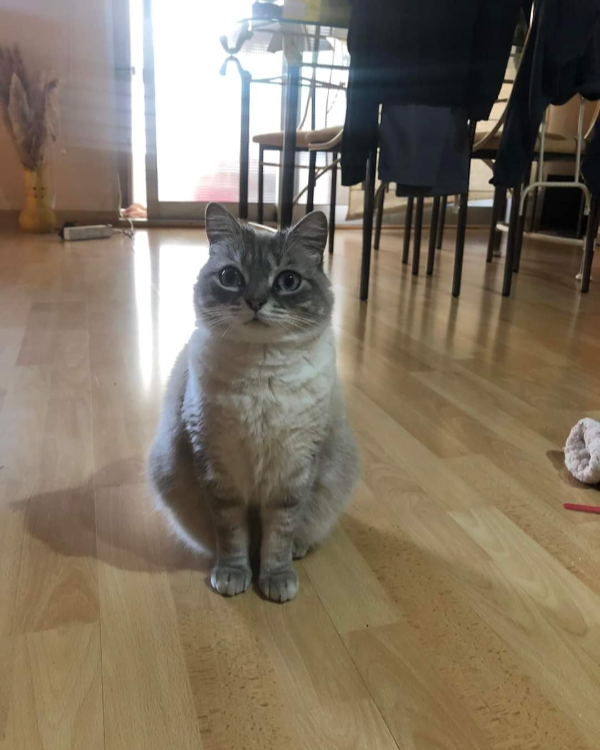 Missing Cat - Alacant