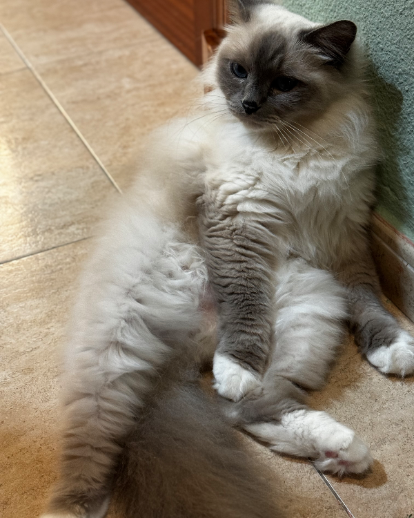 Missing Cat - El Puerto de Sta María