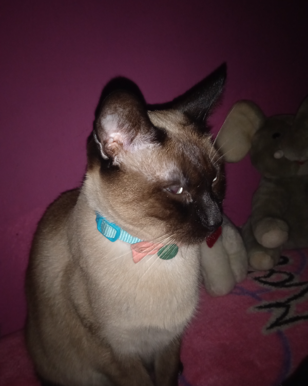 Missing Cat - Larraga