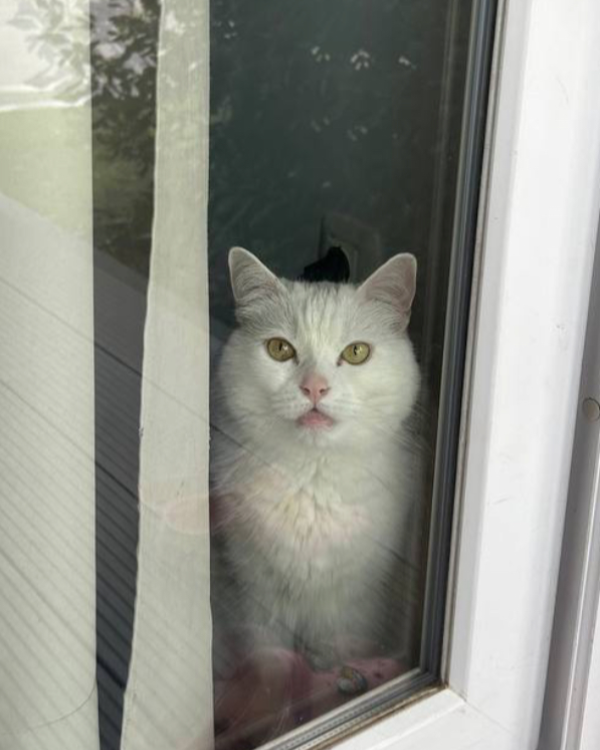 Found Cat - Guardamar del Segura