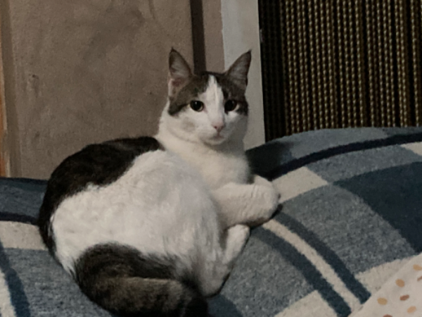 Missing Cat - Novelda