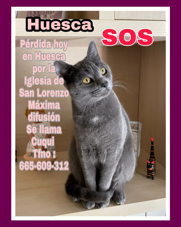 Missing Cat - Huesca