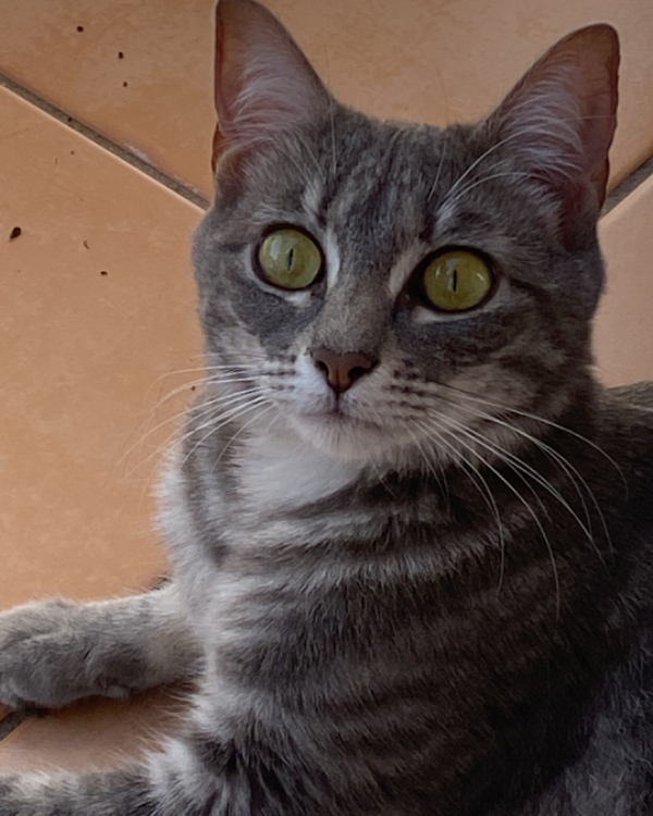 Found Cat - carrer del Port 