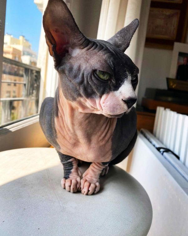 Missing Cat - Cotos de Monterrey