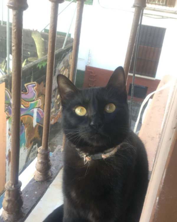 Missing Cat - Sevilla