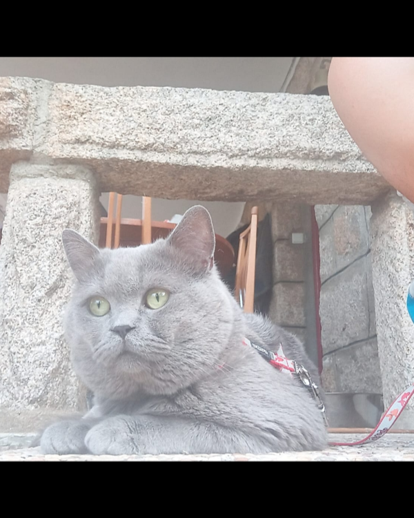 Missing Cat - Manzanares el Real