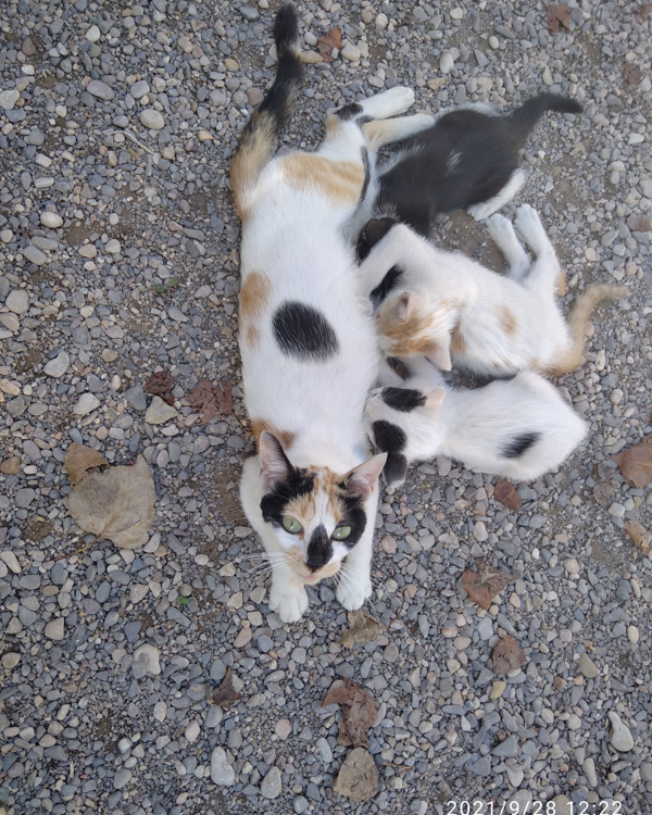 Missing Cat - Valencia