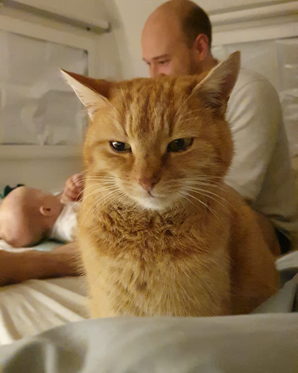 Missing Cat - Llagostera