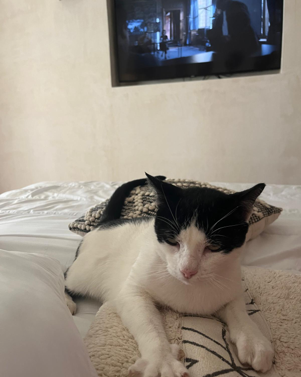 Found Cat - Marbella