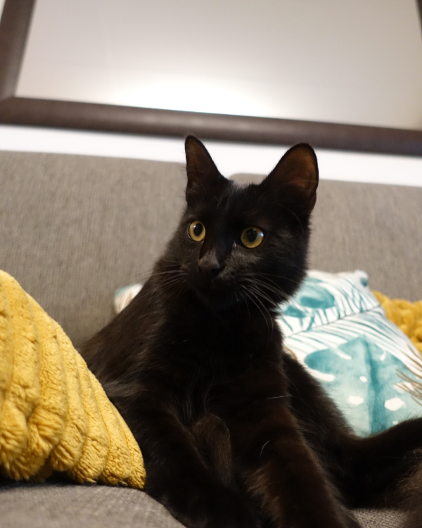 Missing Cat - Empuriabrava