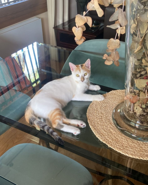 Found Cat - Sant Vicent del Raspeig