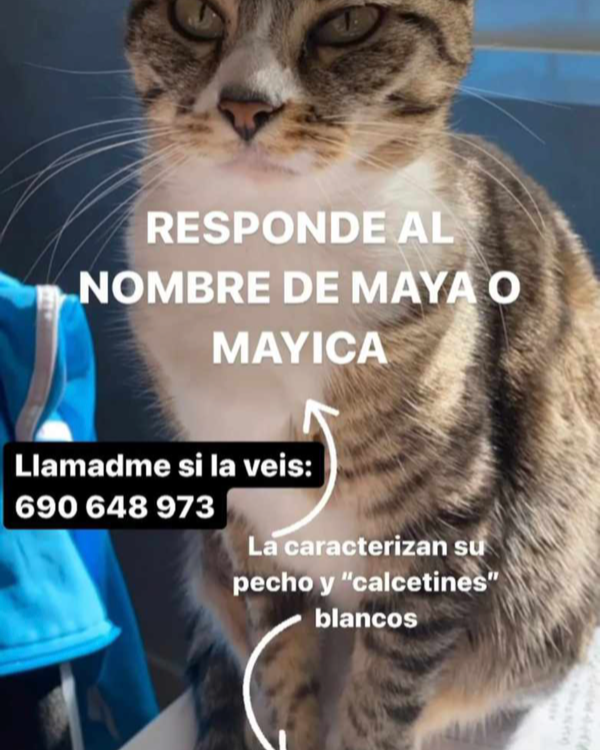 Missing Cat - Torre Pacheco