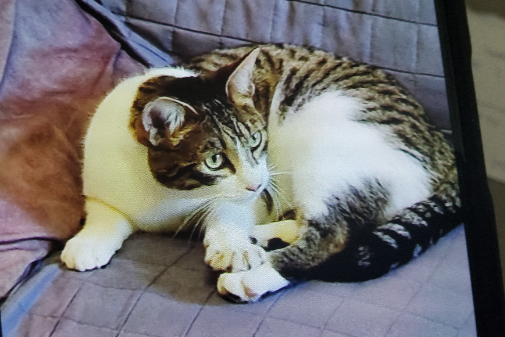 Missing Cat - Chiclana de la Frontera