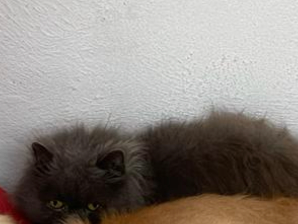 Missing Cat - Riogordo