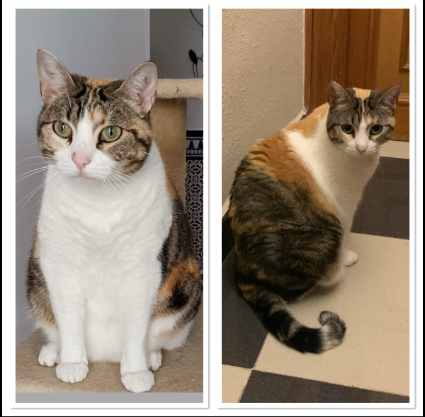 Missing Cat - La Cala del Moral