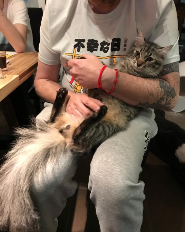 Missing Cat - Sant Vicenç de Montalt