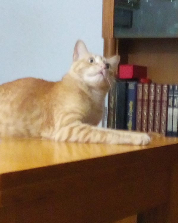 Missing Cat - Santiago de la Ribera