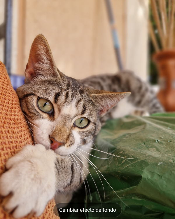 Missing Cat - Almería