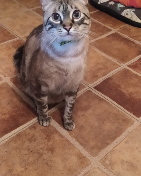 Missing Cat - Villena