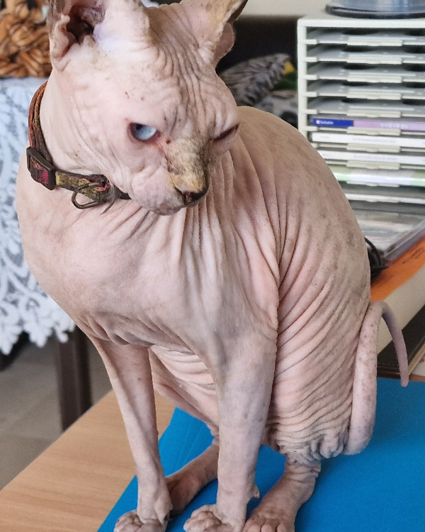 Found Cat - Palau-solità i Plegamans