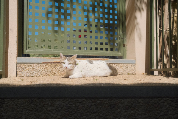 Missing Cat - Bétera