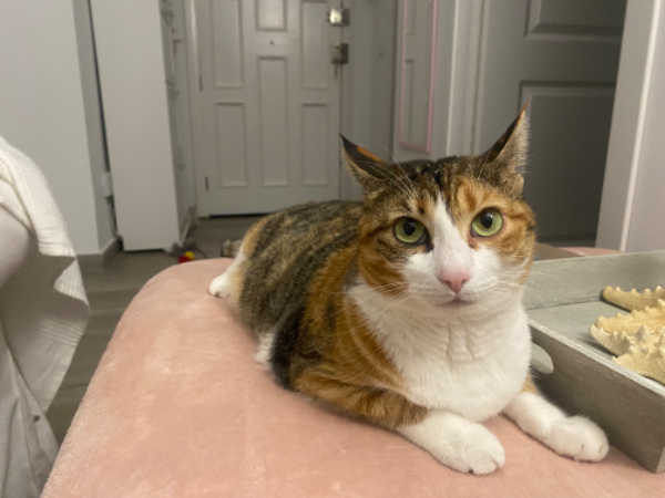 Missing Cat - Alcúdia