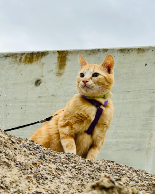 Missing Cat - Lebrija