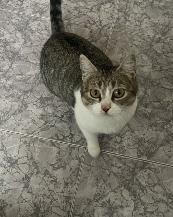 Missing Cat - Barajas de Melo