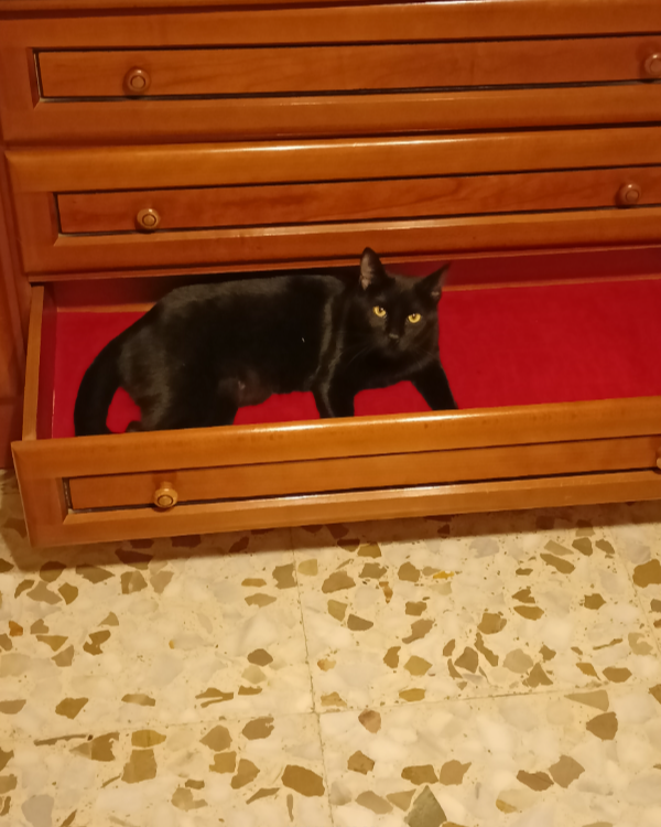 Missing Cat - Bailén