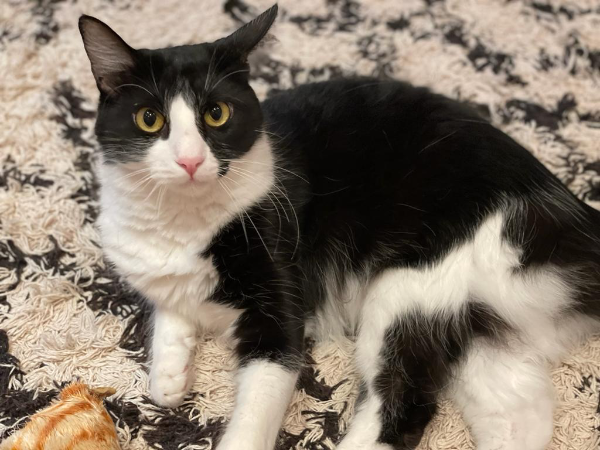 Found Cat - Conil de la Frontera 