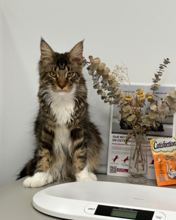 Found Cat - Vilassar de Dalt