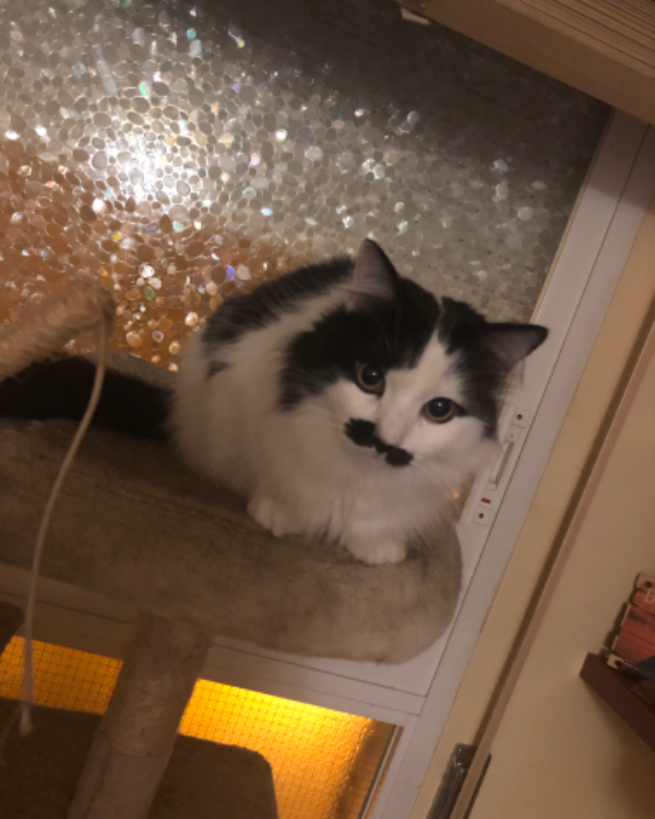 Missing Cat - Zaragoza