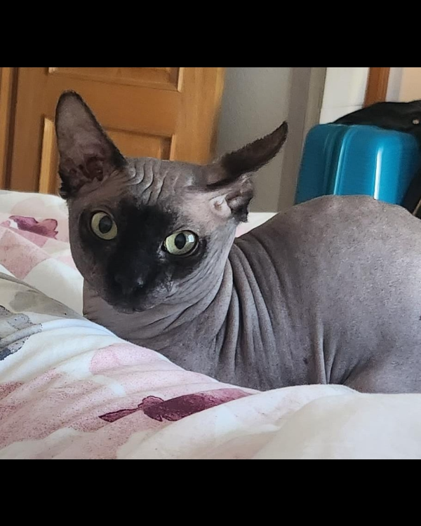 Missing Cat - Frigiliana